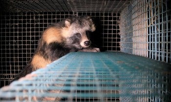Raccoon dog on a fur farm