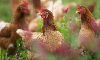 Free hens