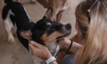 Indonesia Dog Meat Rescue - Temp Shelter