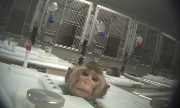Primate