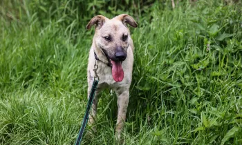 Dog rescued from Ukraine
