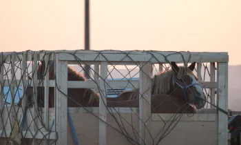 Images of live horse export in Canada.