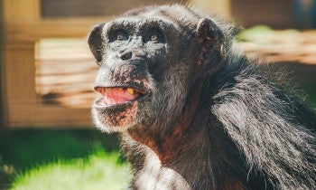 Chimpanzees previously used in experiments at Alamogordo Primate Facility (APF) who were moved to Chimp Haven sanctuary in February 2025.