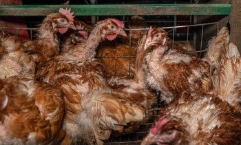 Chickens