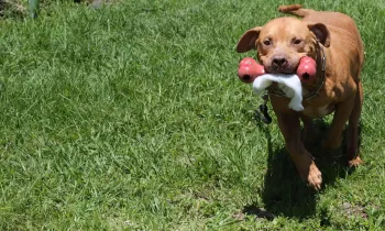 A dog with a toy