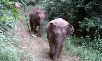 Camera-trap photos and video footage of wild elephants captured through Humane World for Animals’ monitoring programs - bringing the public face-to-face with the reality of elephant conservation in Viet Nam