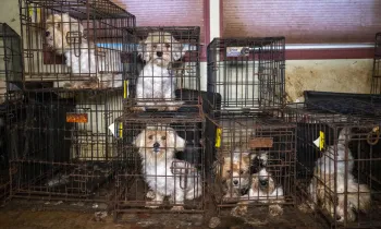 Dogs in filthy cages stacked on top of each other