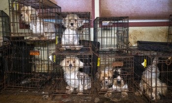 Dogs in filthy cages stacked on top of each other