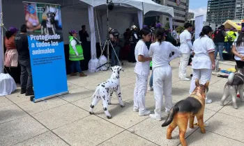Hundreds in Mexico City attend mass first aid class for people and animals in disasters