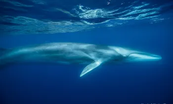 Minke whale
