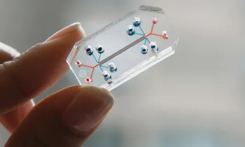 Lung chip in hand