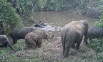 Elephants