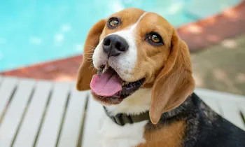 A beagle dog named Cu lounging on a beach chair by the pool, looking at the camera