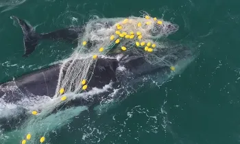 Mother and her calf caught in shark net