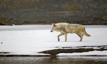 Wild wolf at Yellowstone National Park in Wyoming.