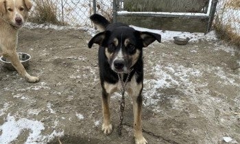Dog in Alaska