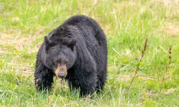 Black bear at Yellowstone National Park