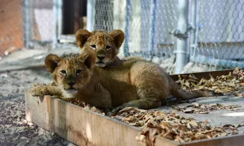 Lions rescued from a roadside zoo in Quebec resting in their temporary enclosures