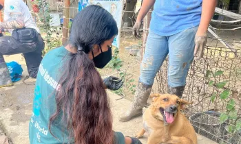 Conducting an assessment and doing food distribution and offering veterinary care to animals affected by the floods in central eastern Mexico, particularly the state of Veracruz.