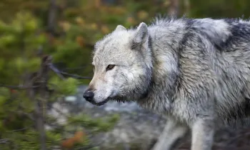 A gray wolf walks through the forest of Yellowstone National Park in Wyoming.