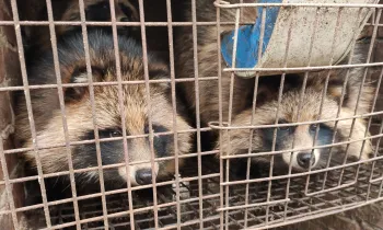 Raccoon dogs on a fur farm