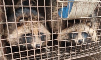 Raccoon dogs on a fur farm