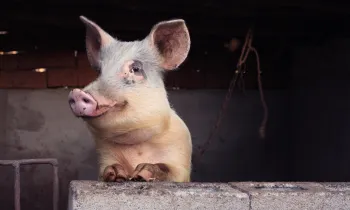 Close up of a pig