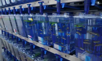 Study on opportunistic infections with Burkholderia cepacia complex using Zebra Fish embryos