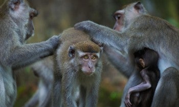 Macaque 