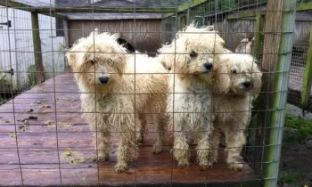 three small, curly-haired dogs standing closely together behind a wire fence