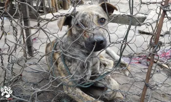 a dog with a brindle coat sitting on the ground inside a makeshift wire enclosure