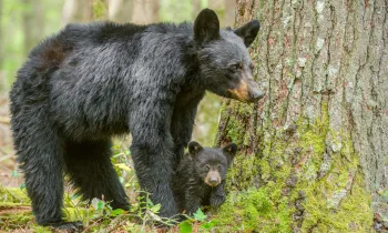 a black bear and a baby bear