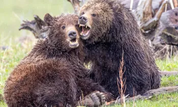 a couple of bears sit near each other