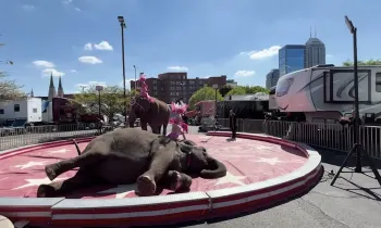 bullhook-wielding handlers force elephants to perform at a circus