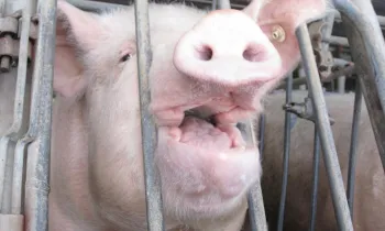 a pig in a small gestation crate
