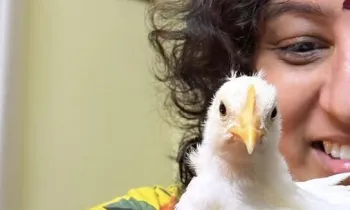 Humane World for Animals India's Sally Varma rescued Tweety the chick from a trash pile at an egg farm in India.