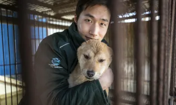 Sangkyung Lee, Campaign Manager of Humane World for Animals Korea, interacts with a dog inside a cage at a dog meat farm.