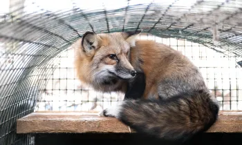 Fox in a cage
