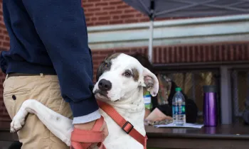 a dog leaning on a person
