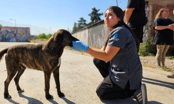 Chile Field Visit: Spay/Neuter & Wellness program Northern and Metropolitan Regions