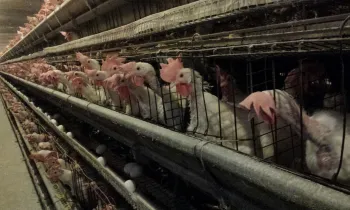 Approximately 45,000 hens are crammed into wire battery cages in each of the Hillandale barns where Humane World for Animals investigator worked.