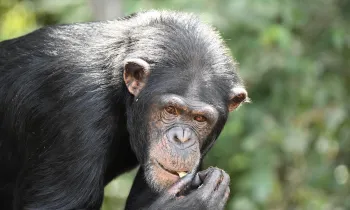 A close up of a retired chimp at Second Chance Chimp Refuge