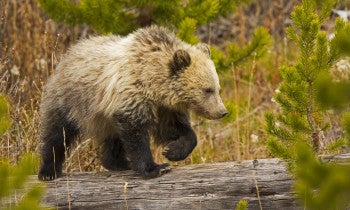 a young grizzly bear walking across a fallen tree trunk
