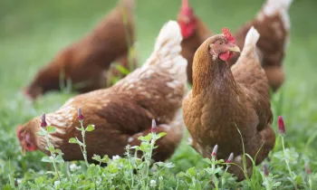 Chickens hunt and scratch for food in an open pasture full of crimson clover at White Oak Pastures in Bluffton, Ga.
