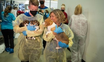 People carrying rescued beagle puppies