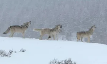 a group of four wolves standing in a snow-covered landscape