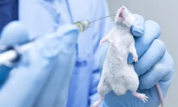 a mouse being tested on