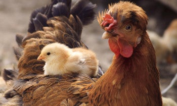 a chick resting on the back of an adult chicken