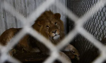 Big cat in captivity