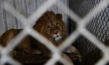 Big cat in captivity